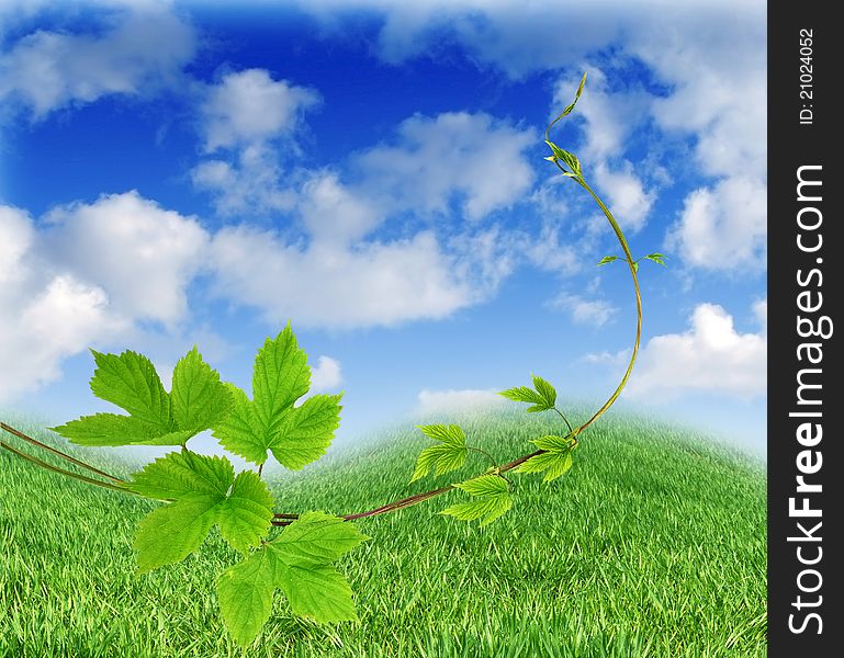 Liana plant on meadow background