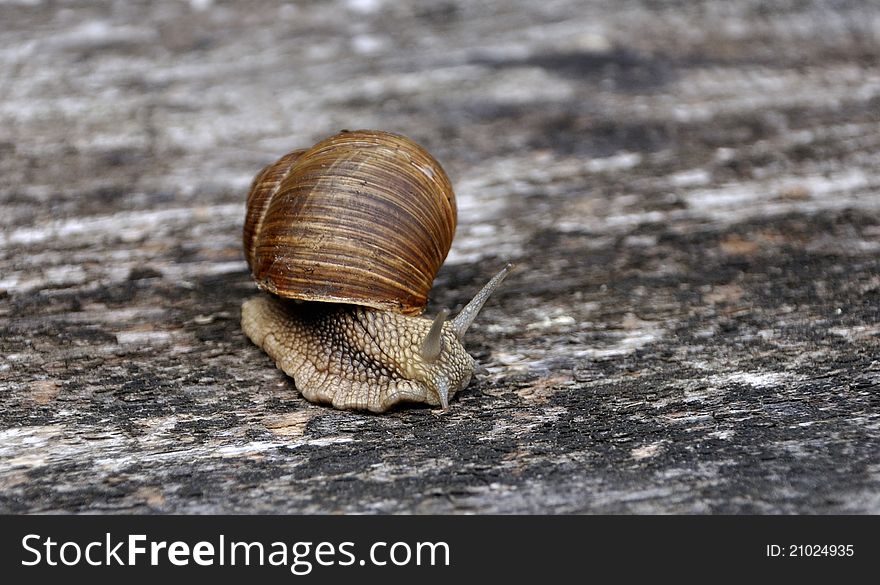 Crawling Snail With A Shell
