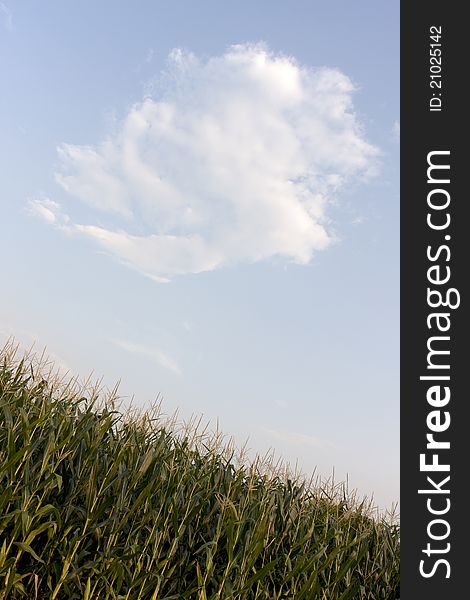 Top of corn with blue sky and a single cloud. Top of corn with blue sky and a single cloud