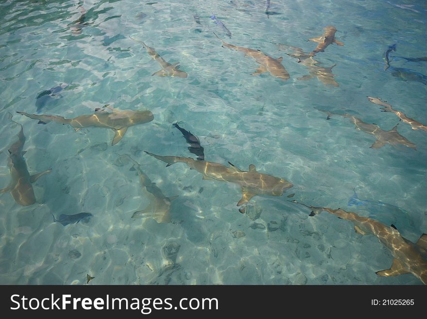 Black tipped reef sharks from the Indian Ocean in shallow water.