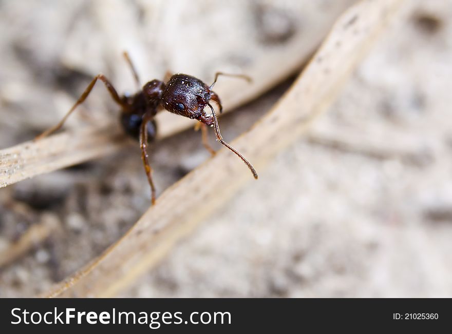 Closeup of sentry soldier ant