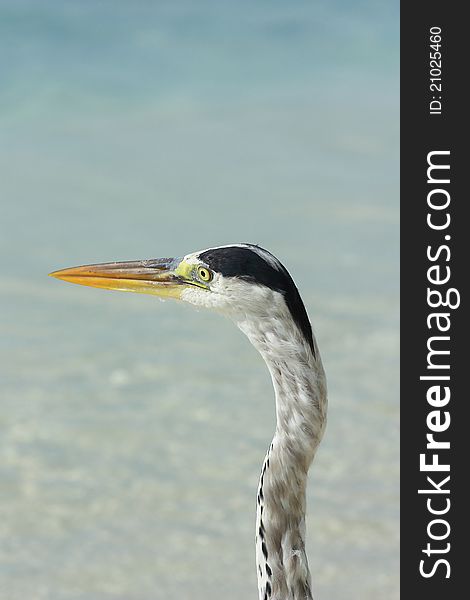 Grey Heron Maldives