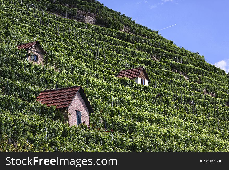 Vineyard in the town of Bad Cannstatt, Germany