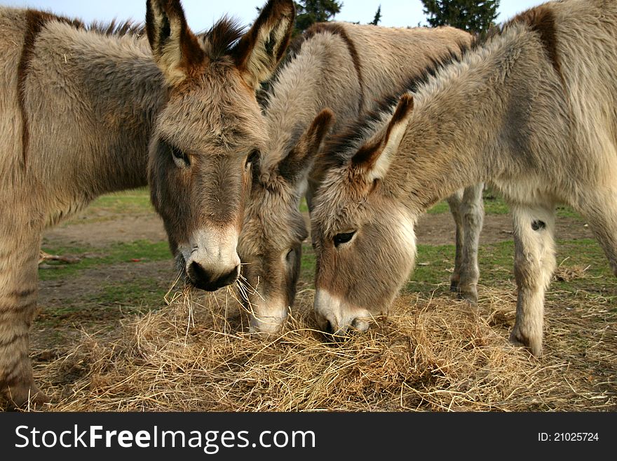 Donkeys Eating Hay