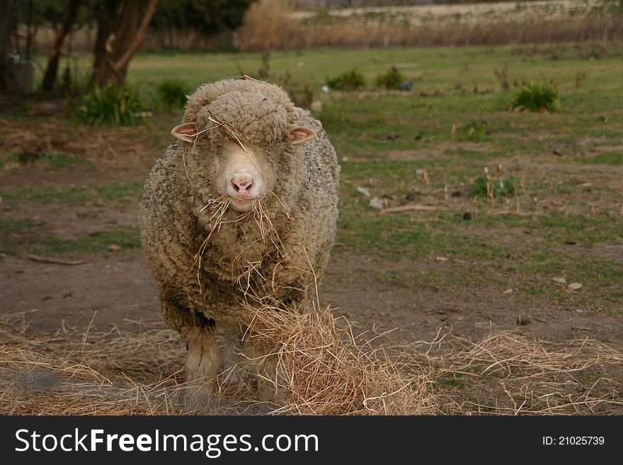 Sheep eating hay at farm. Sheep eating hay at farm