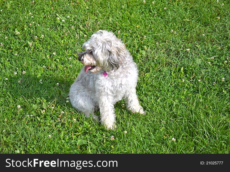 A schnauzer/poodle mix enjoys a rest in the grass. A schnauzer/poodle mix enjoys a rest in the grass