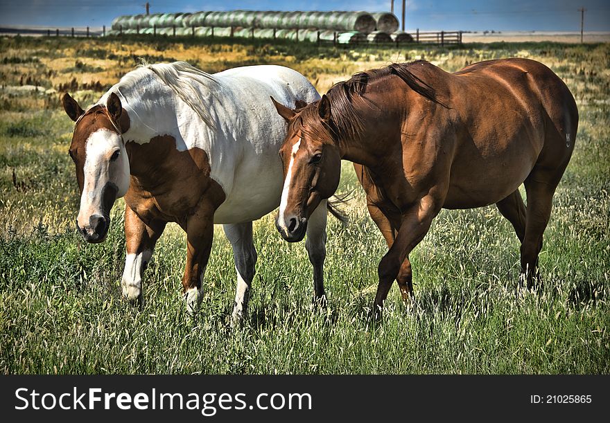 Horses Grazing In The Field