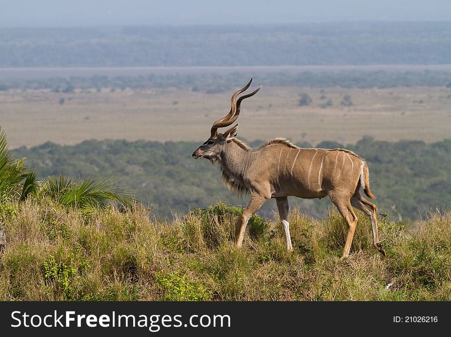 A massive kudu bull walking on the side of a hill