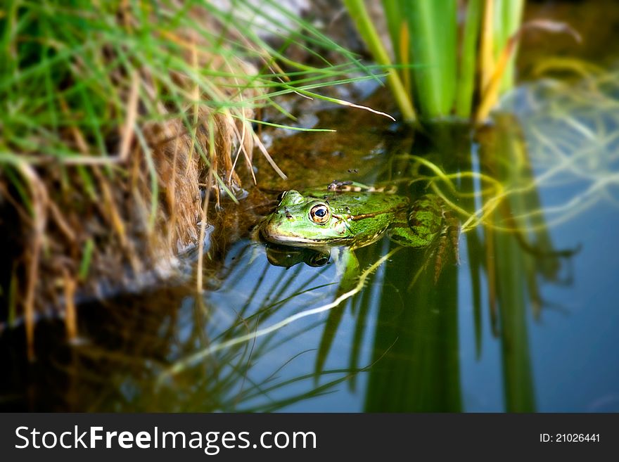 Frog In A Natural Environment