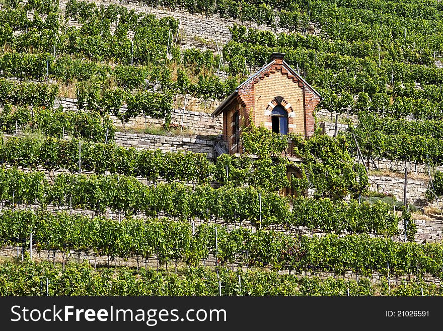 Vineyard in the town of Bad Cannstatt, Germany