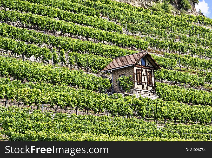 Vineyard in the town of Bad Cannstatt, Germany