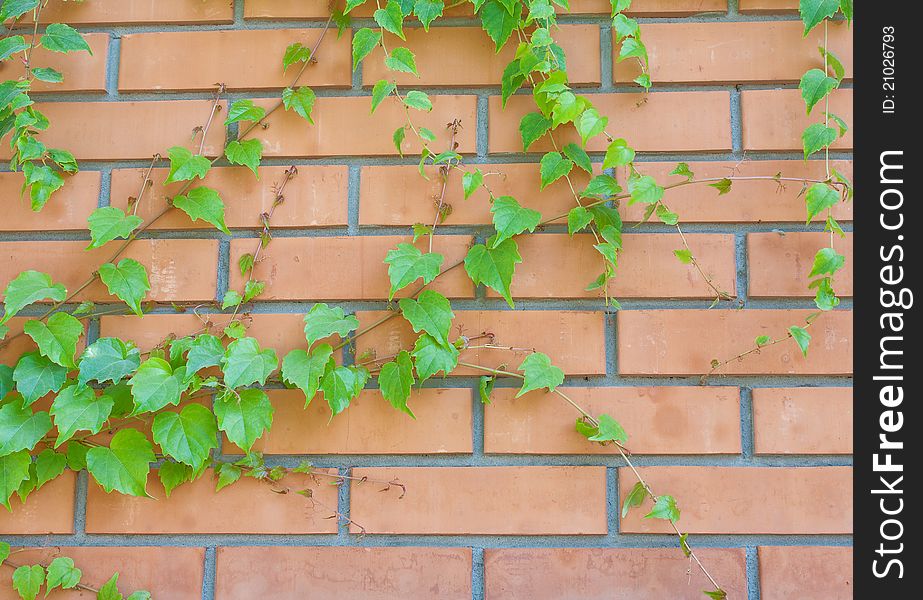 Brick wall and ivy hanging down on it