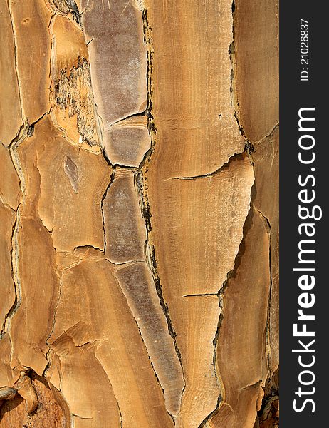 Close-up of the yellow, papery bark of a Quiver tree (Aloe dichotoma) in the Namib desert landscape. Namibia. Close-up of the yellow, papery bark of a Quiver tree (Aloe dichotoma) in the Namib desert landscape. Namibia