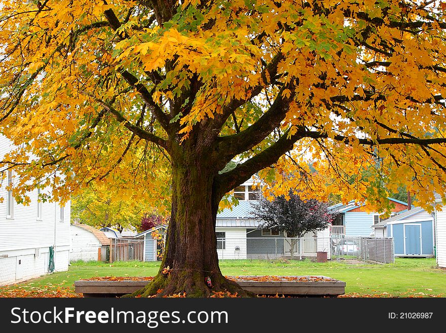 One of the prettier trees in the fall....they can grow to be quite large and live for hundreds of years. One of the prettier trees in the fall....they can grow to be quite large and live for hundreds of years