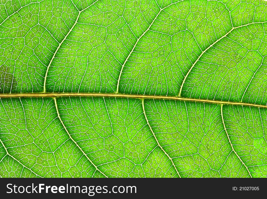 Green leaf texture, Macro shoot. Green leaf texture, Macro shoot