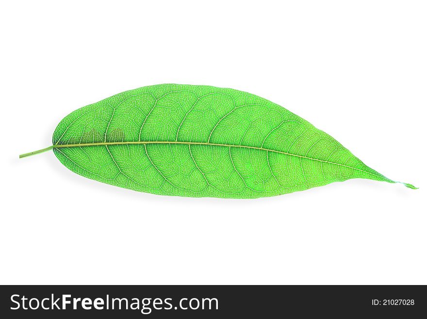 Green Leave on white background
