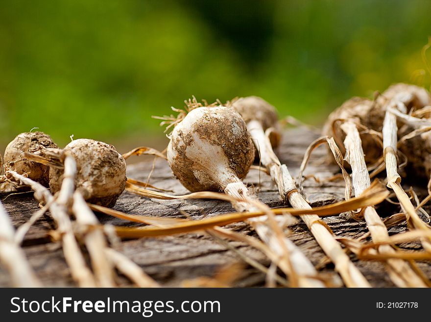 Photo of Biological garlics freshly harvested