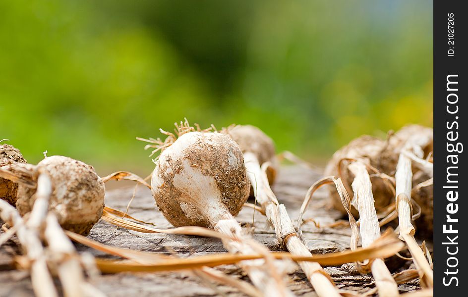 Biological garlics and onions freshly harvested