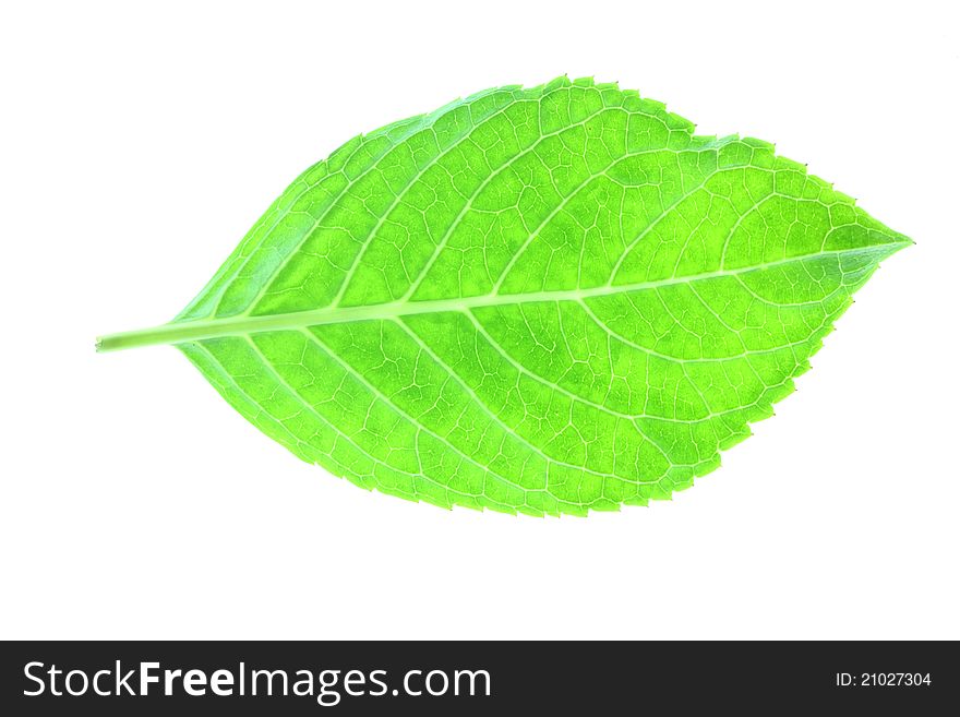 Green leaves on white background2