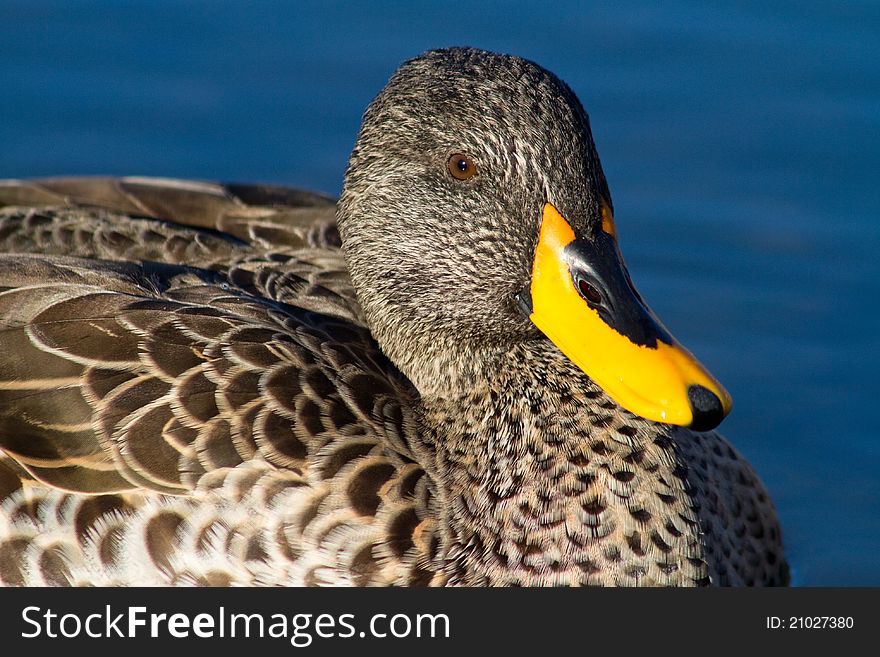 A close up of a yellow-billed duck. A close up of a yellow-billed duck