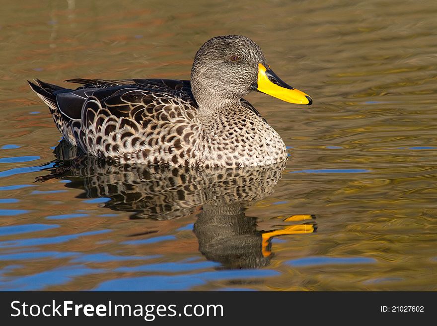 A swimming yellow-billed duck
