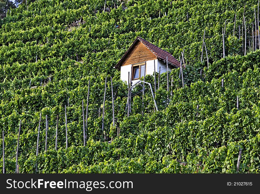 Vineyard in the town of Bad Cannstatt, Germany