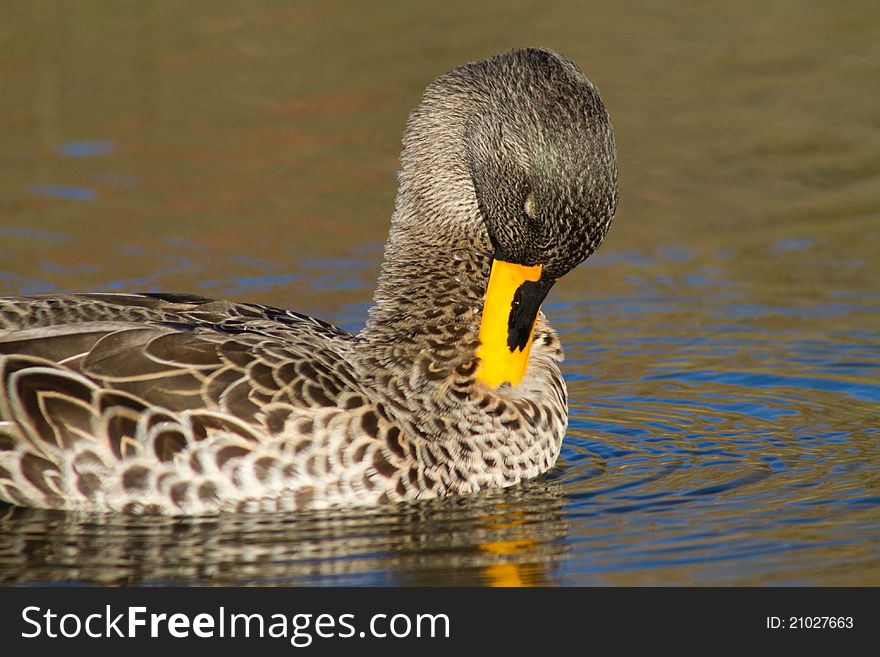 A yellow-billed duck cleaning its feathers. A yellow-billed duck cleaning its feathers