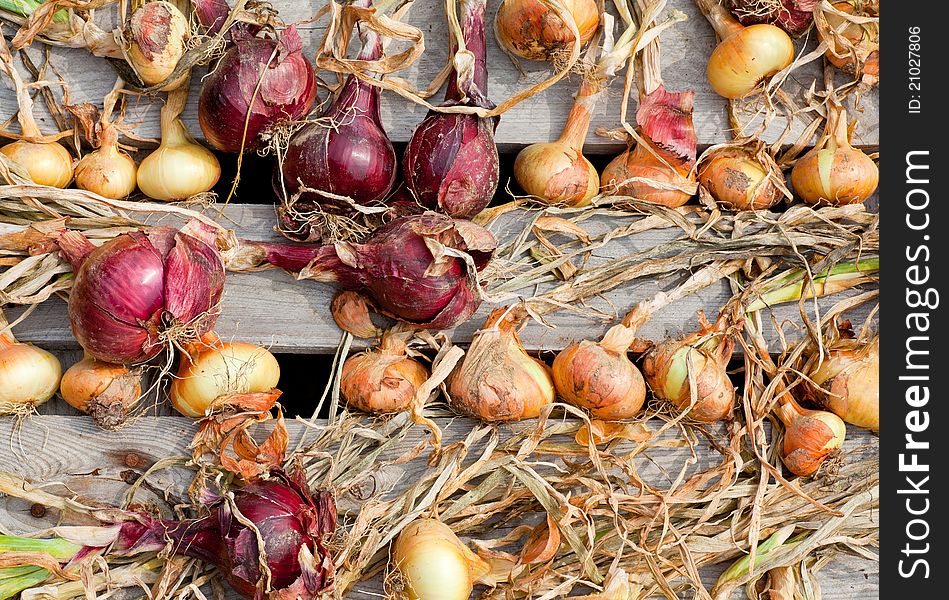 Photo of Biological onions freshly harvested