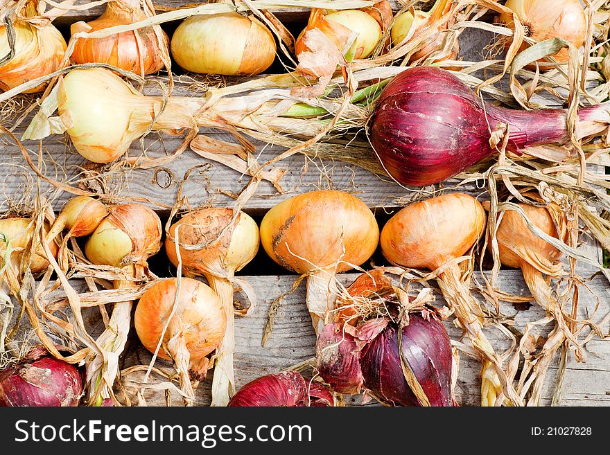Biological garlics and onions