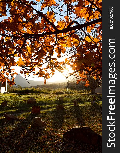 A sunset behind a large autumn tree. A sunset behind a large autumn tree