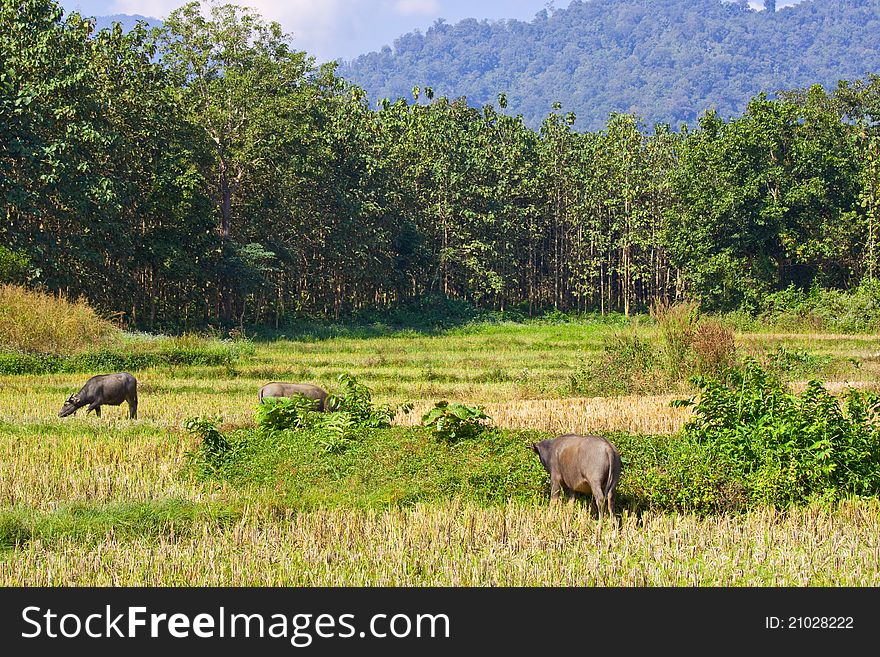 Herd of buffalos were fed by local civilians. Herd of buffalos were fed by local civilians.