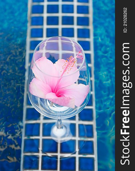 Pink flower in a clear glass with blue pattern background.