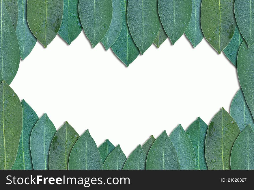 Attractive frame made from green leaf texture. Attractive frame made from green leaf texture.