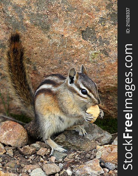 Chipmunk eating a nut on a boulder in Colorado