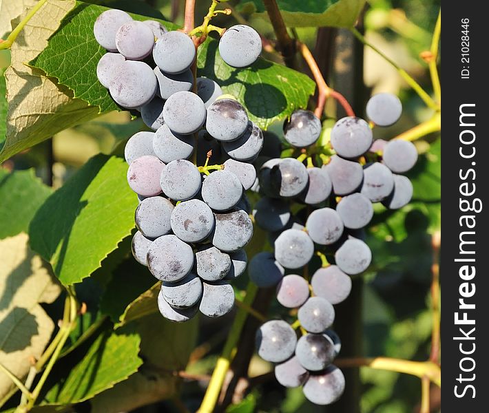 Bunches of blue grapes in Vineyard