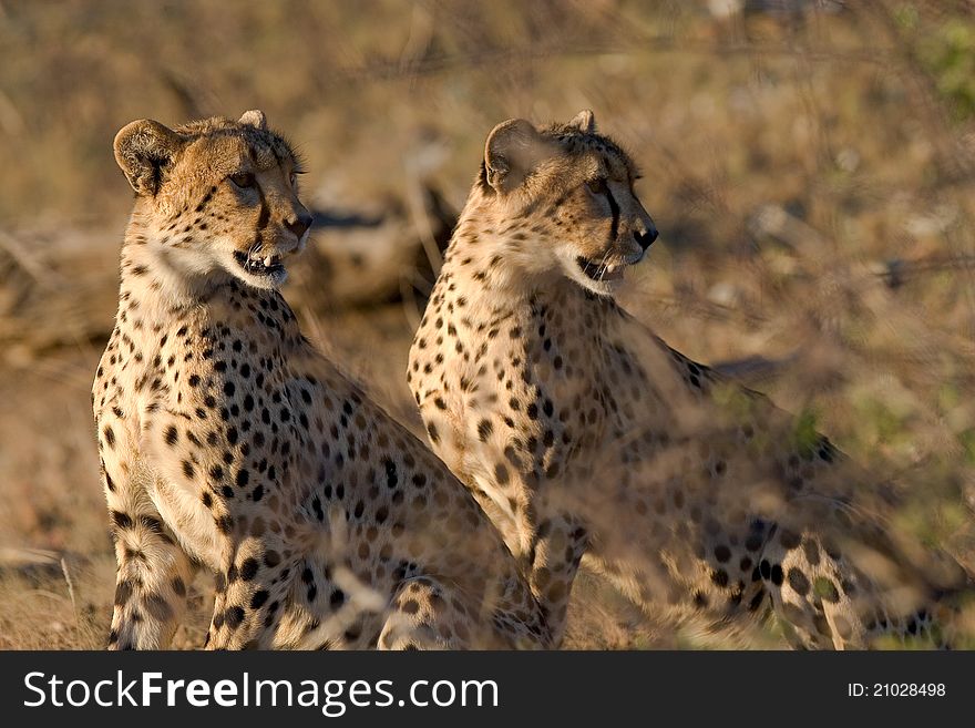 Two cheetah brothers looking over their shoulders