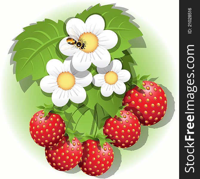 Illustration, red strawberry, white flower and bee