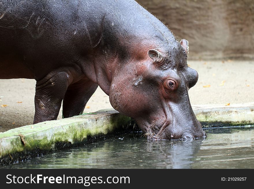 Details of a big hippopotamus