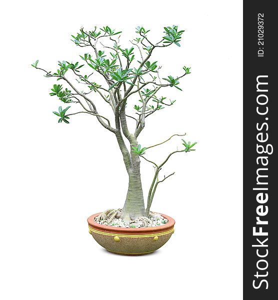 Is the scientific name Adenium obesum. Is the scientific name Adenium obesum