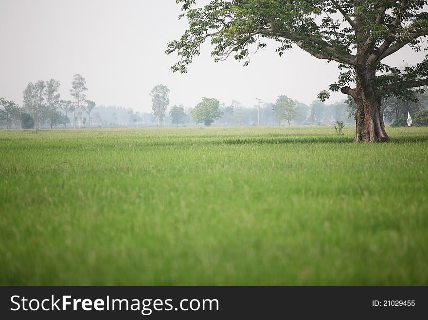 Green rice field with big tree in thainland