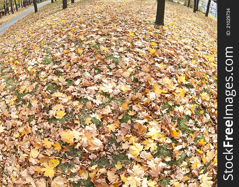 Green grass covered with autumn leaves. Green grass covered with autumn leaves.
