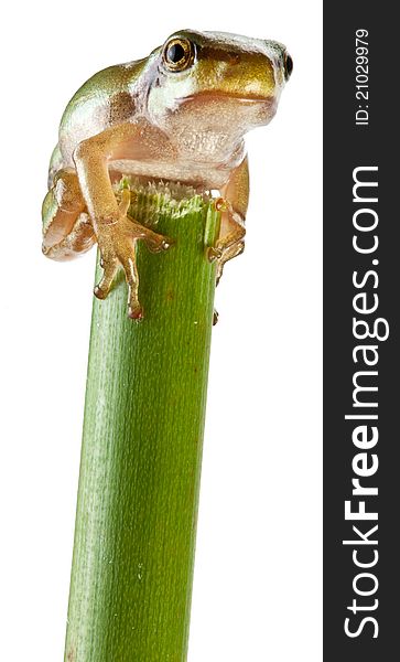 Little frog over rush isolated on a white background.