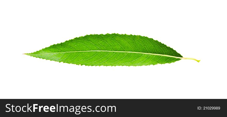 Leaf isolated on a white
