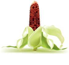 Indian Corn On The Cob Stock Image