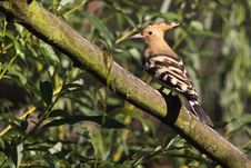 Hoopoe Royalty Free Stock Photo Hoopoe Royalty Free Stock Photo