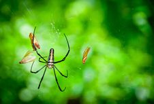 Giant Wood Spider Stock Photography Giant Wood Spider Stock Photography