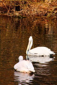 Pelican. Golden Water. Royalty Free Stock Image Pelican. Golden Water. Royalty Free Stock Image