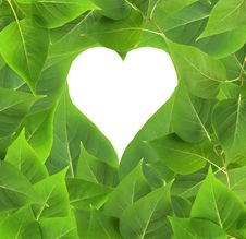 Heart Frame In Leaves Royalty Free Stock Images