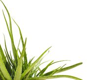 Aloe Vera Stock Photo Aloe Vera Stock Photo