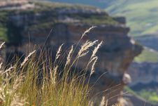 Drakensberg Grasses Royalty Free Stock Image Drakensberg Grasses Royalty Free Stock Image